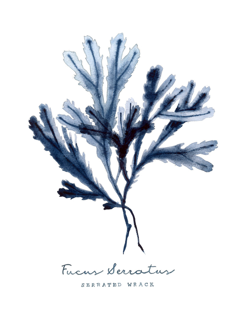 Fucus Serratus