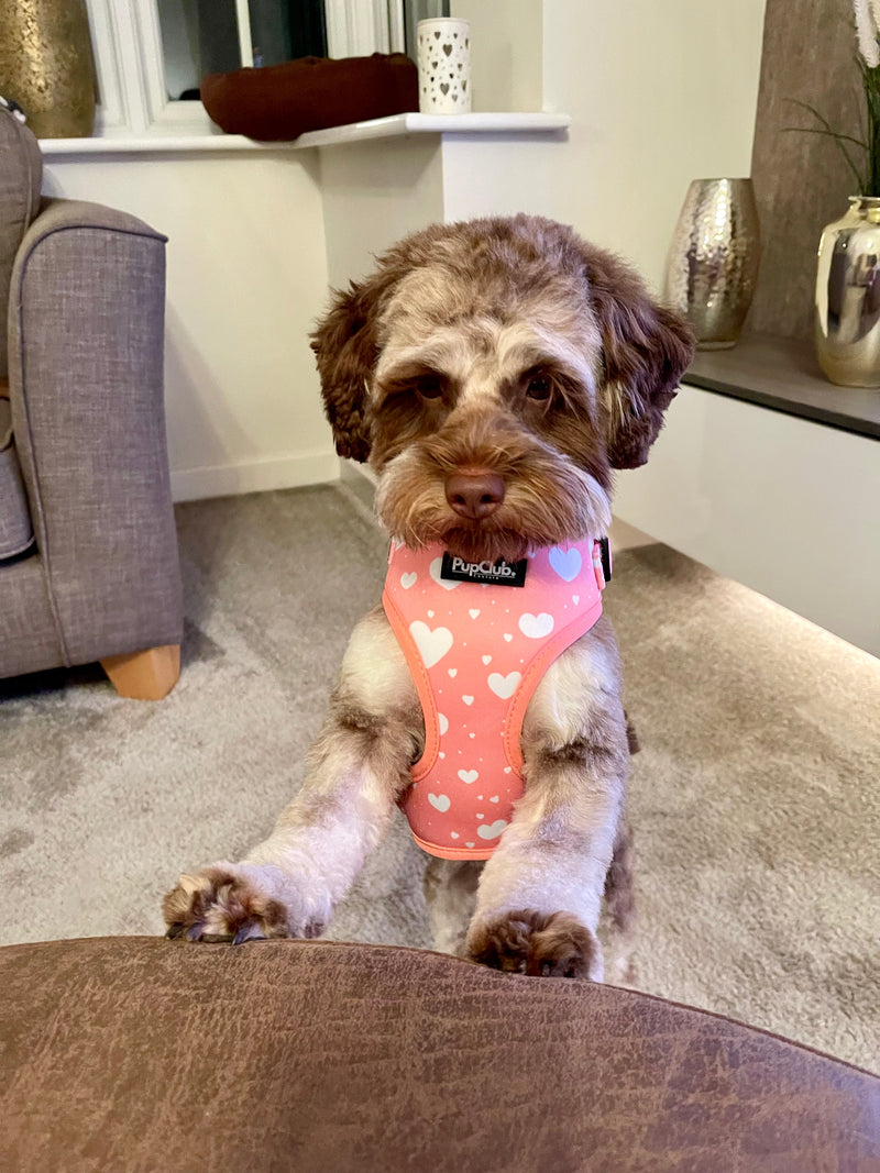 PupClub Dog Adjustable Harness - Peachy Hearts