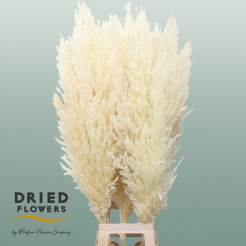 Dried Bleached Cortaderia Silver Star