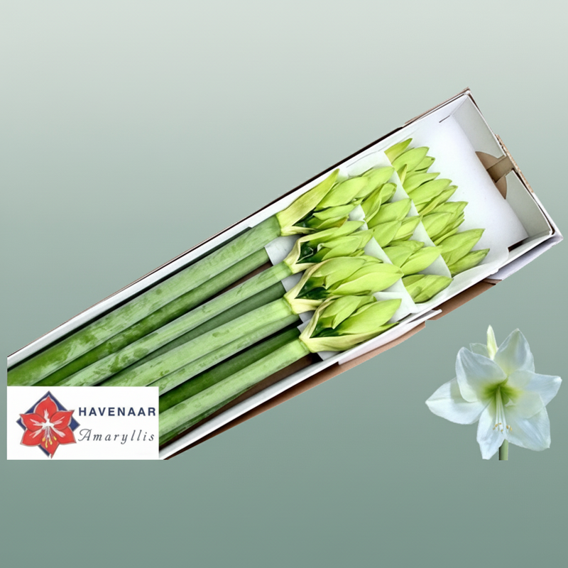 Amaryllis Albarino White