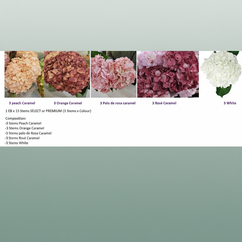 Hydrangea Equadorian Wedding Mix
