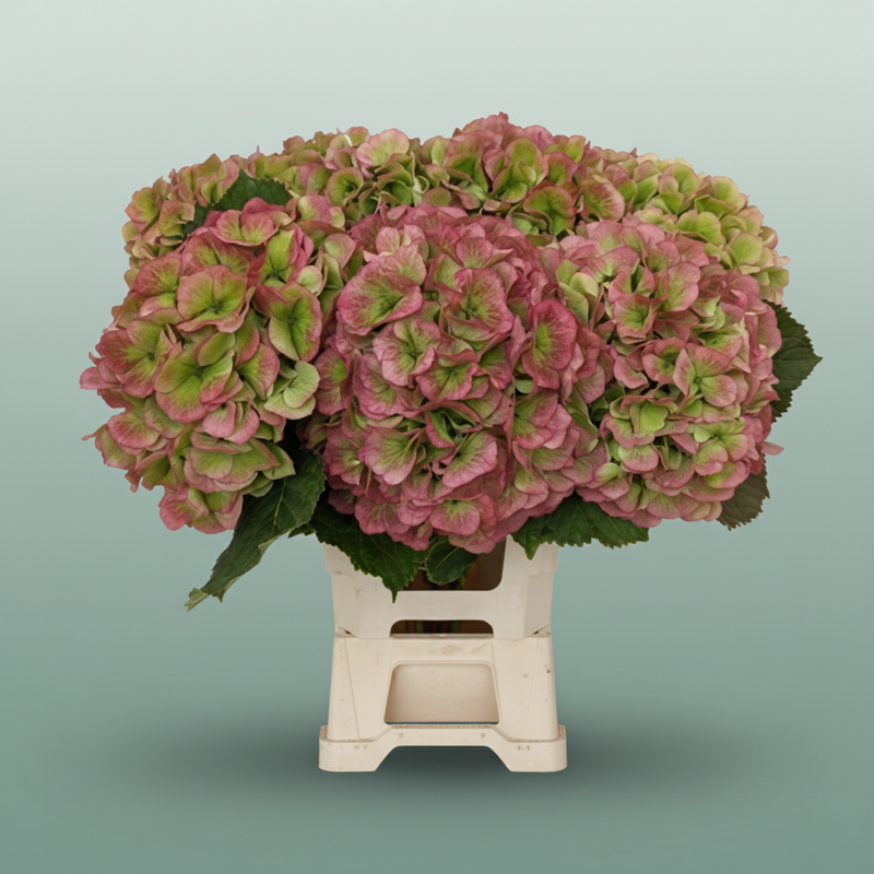 Hydrangea - Hydrangea - Classic Verena