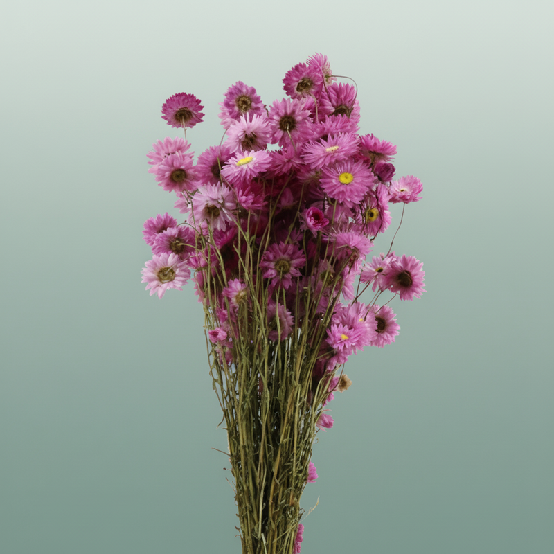 Dried Acroclinium Nat Pink