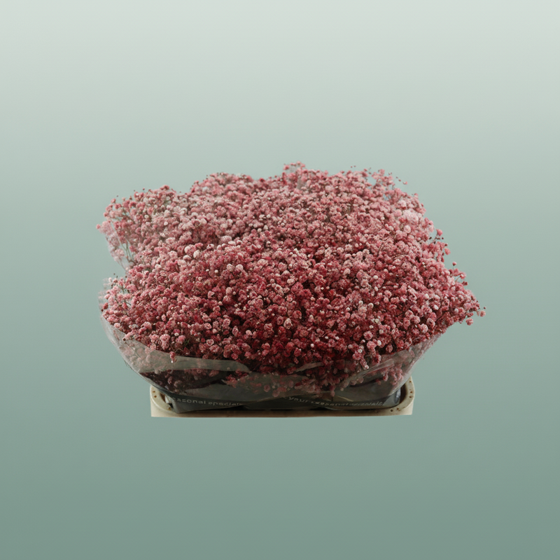 Gypsophila - Gypsophila Other