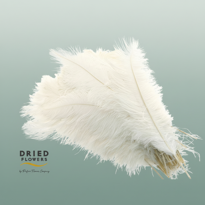 Dried Ostrich Feather White Big