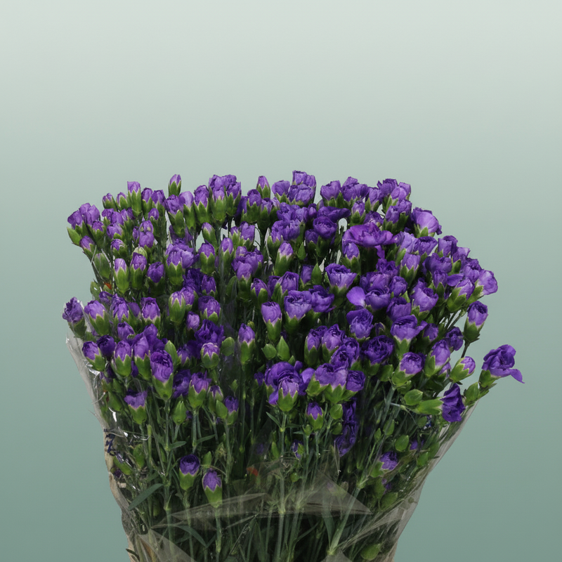 Carnation Spray Fl Moonberry