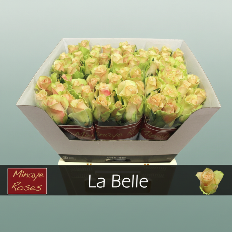Rose La Belle