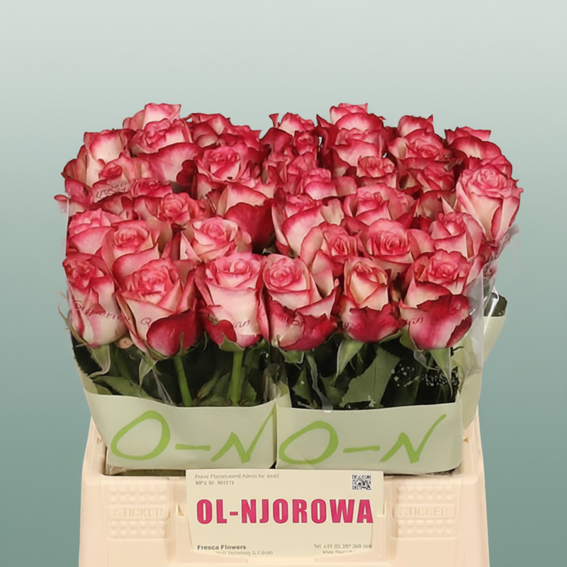 Rose Paloma