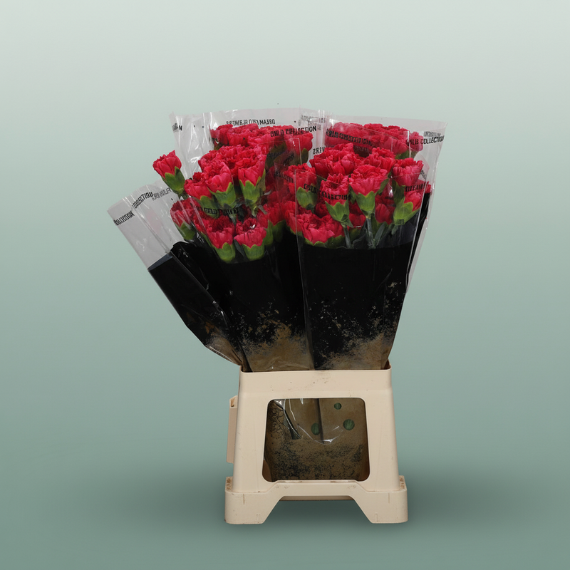 Carnation Standard Mandalay