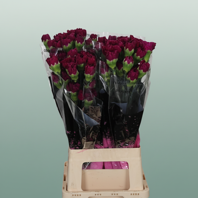 Carnation Standard Golem