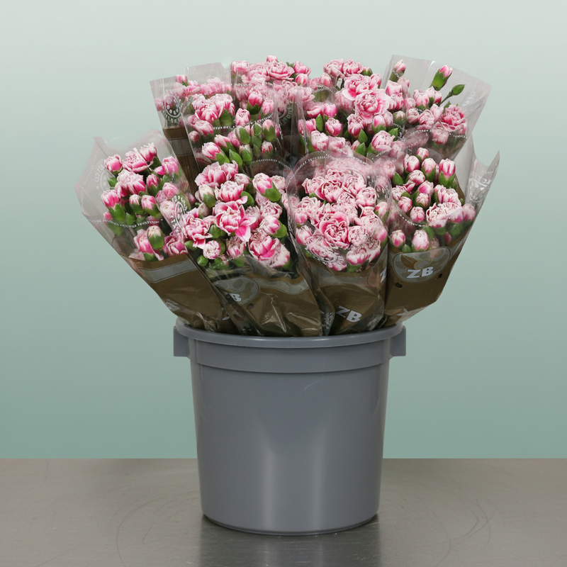 Carnation Spray Cherry Tessino