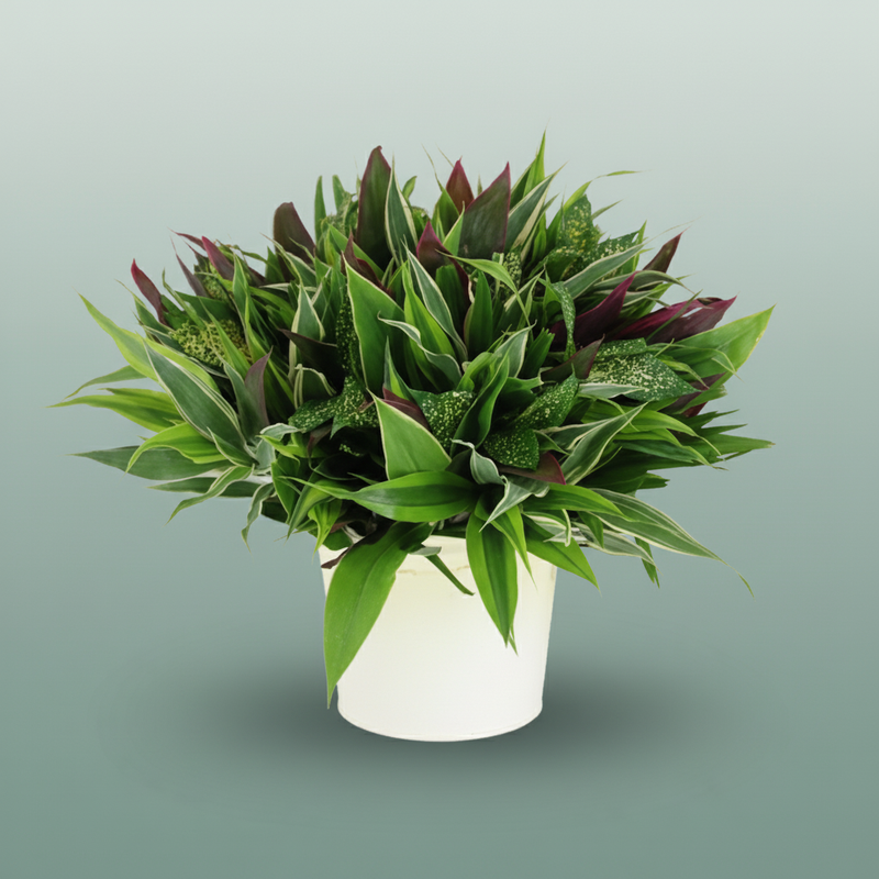 Asia Foliage Mix