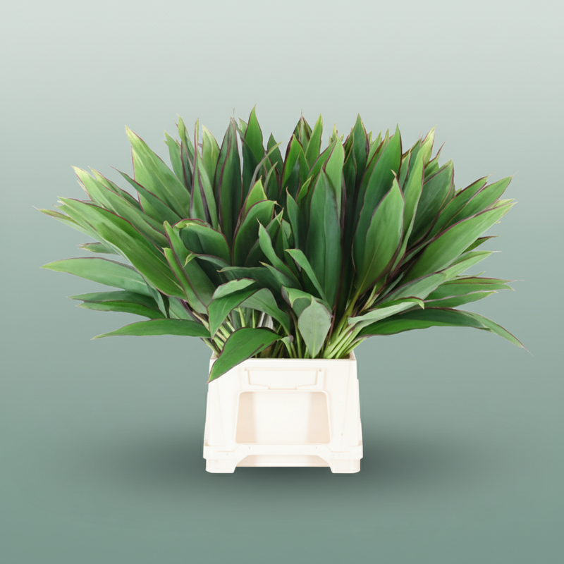 Cordyline Lemon Red Edge Top