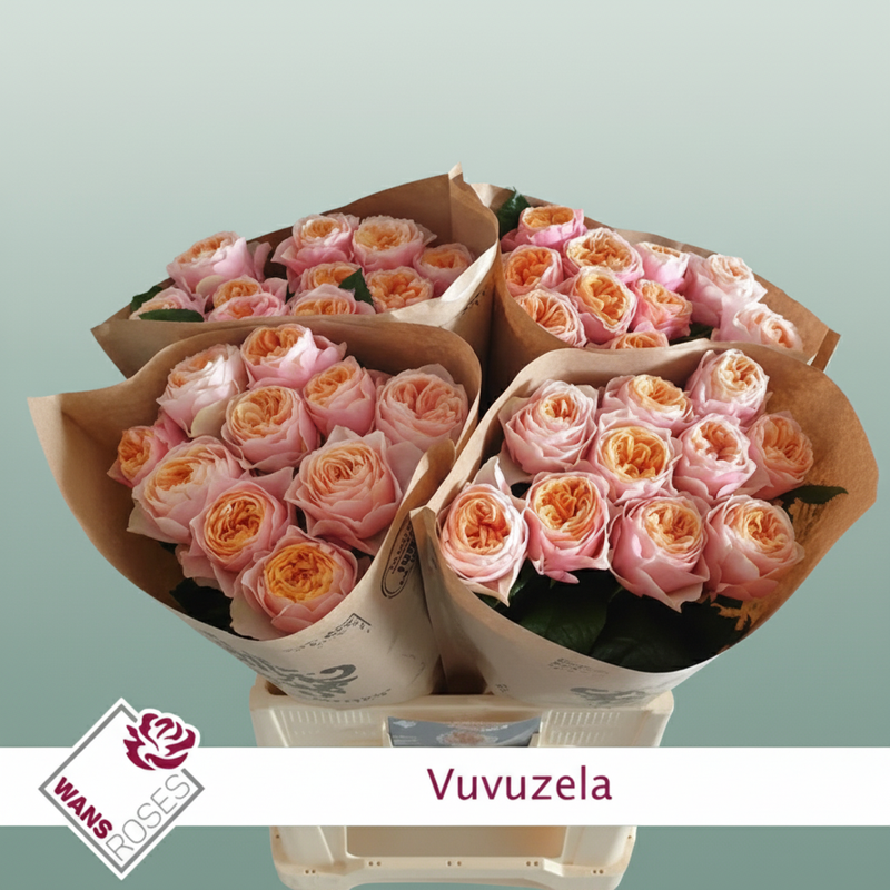 Rose Vuvuzela