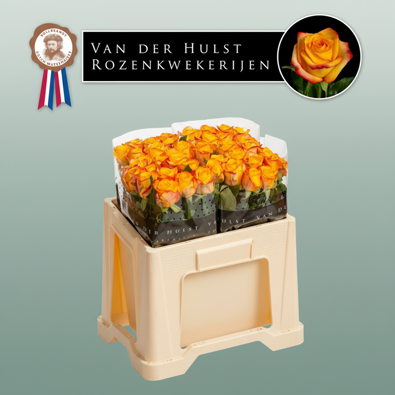 Rose Catalunya