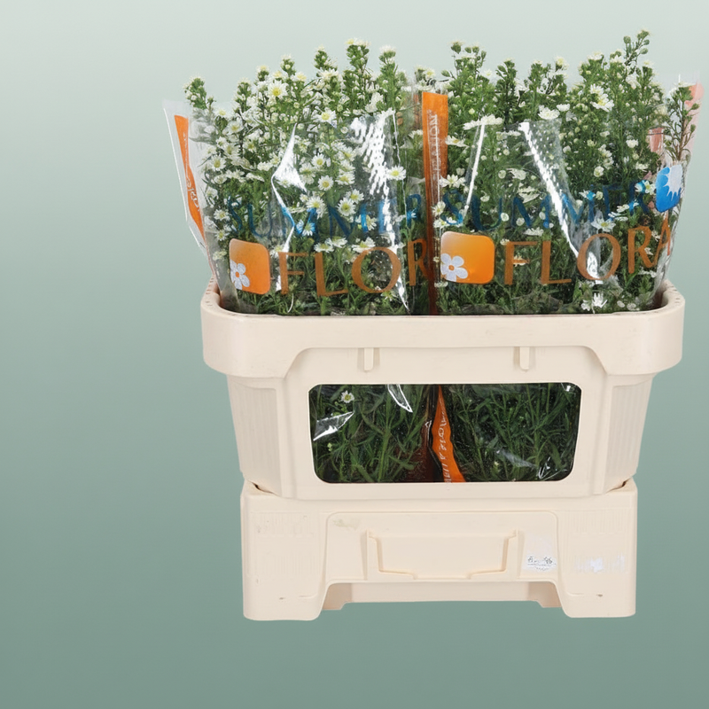 White Aster Paquita – 70cm Stems