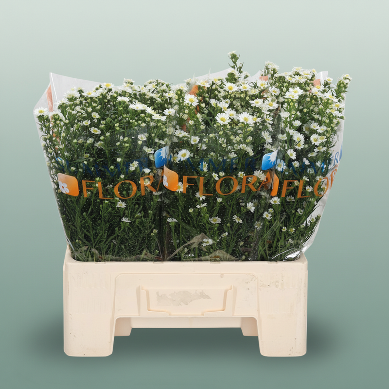 White Aster Paquita – 70cm Stems