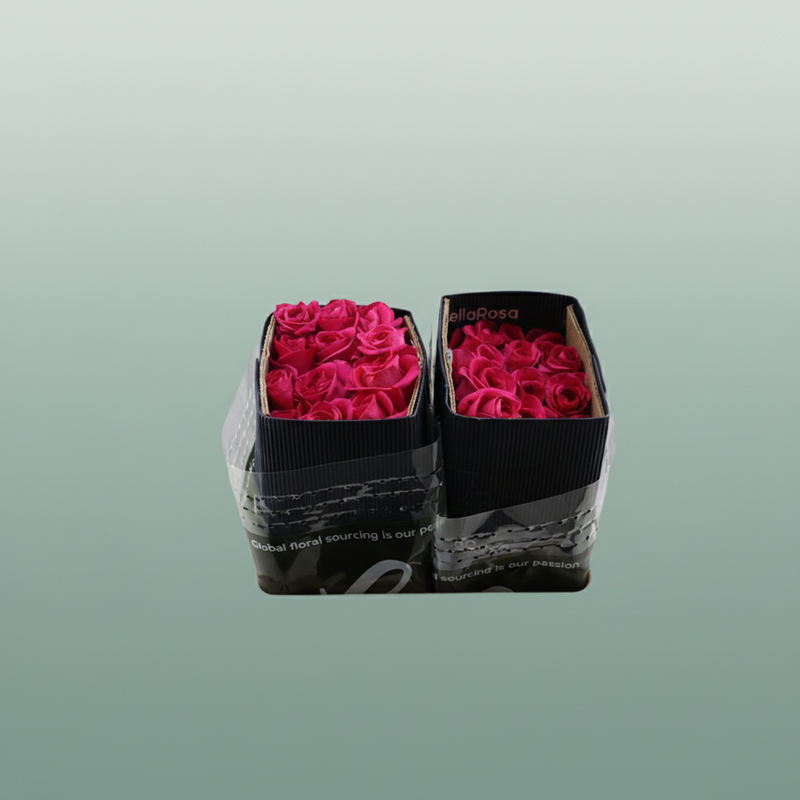 Rose - Rosa - Pink Floyd