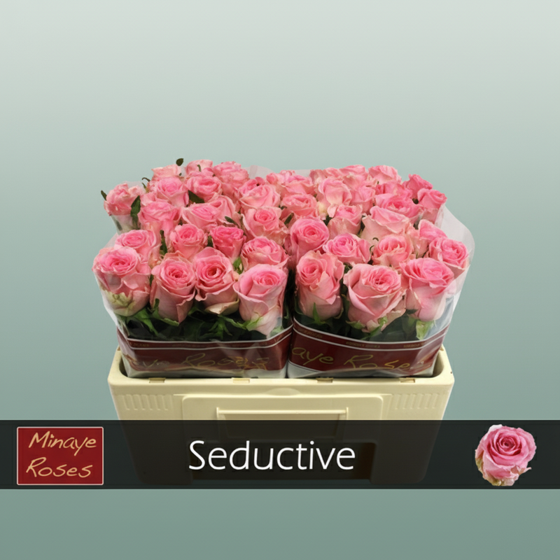 Rose Seductive