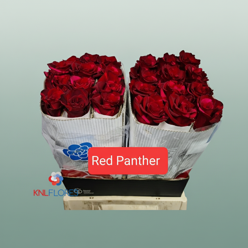 Rose Eq Red Panther