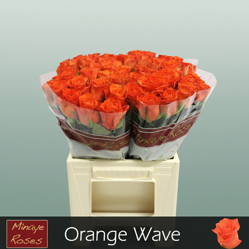 Rose Orange Wave
