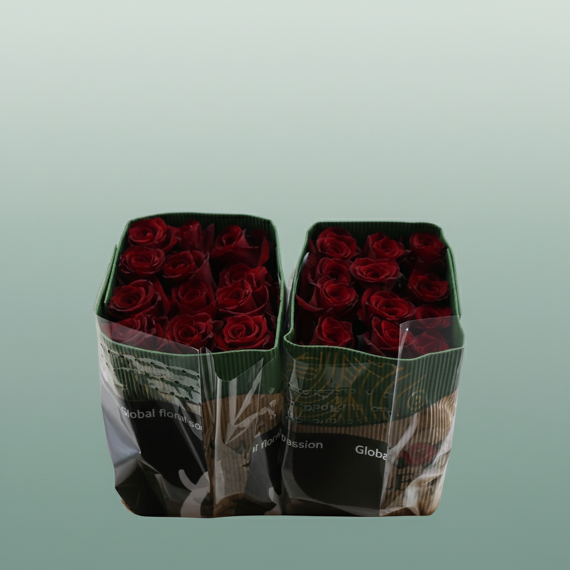 Rose - Rosa - Explorer