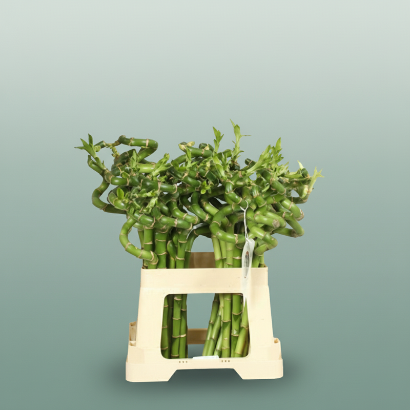 Bamboo