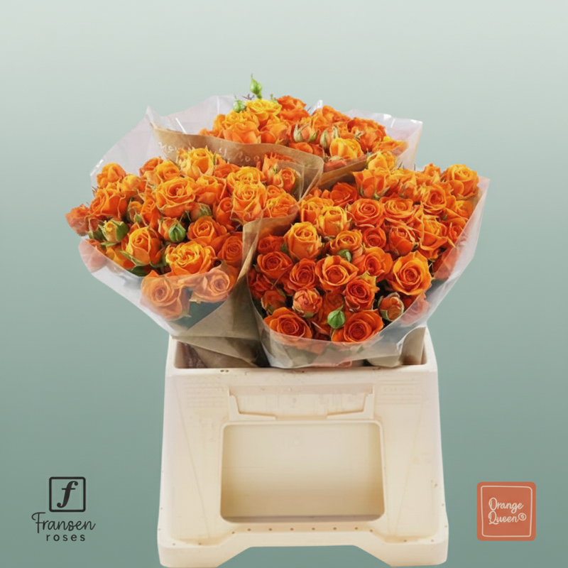 Spray Rose Orange Queen