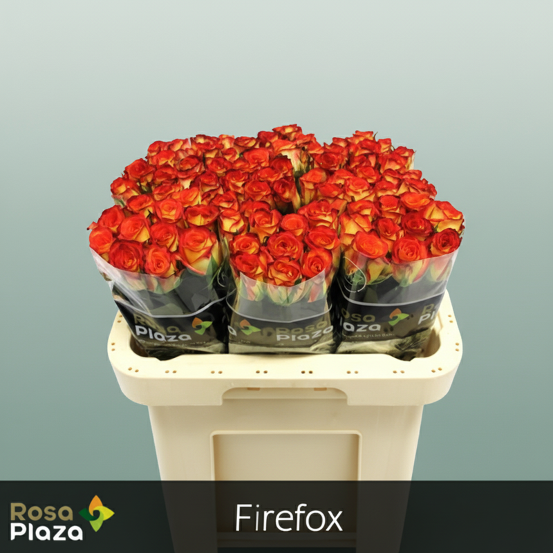 Rose Firefox