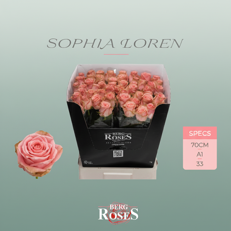 Rose Sophia Loren