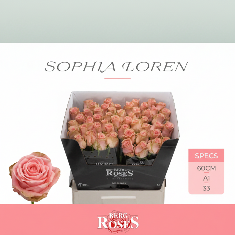 Rose Sophia Loren
