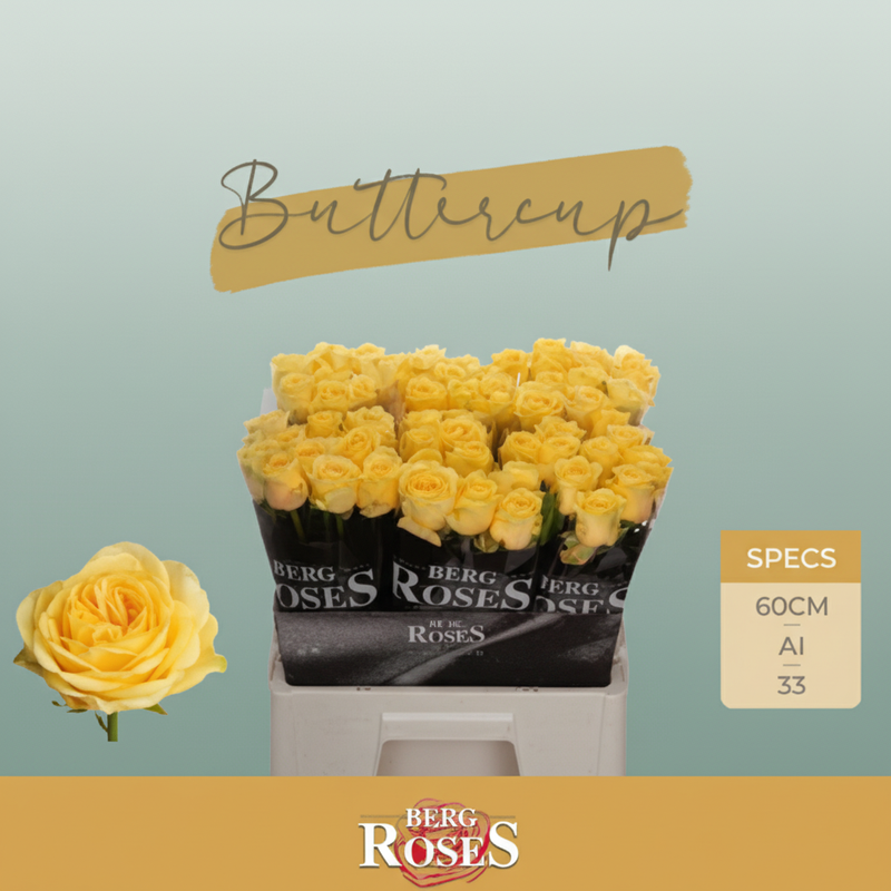 Rose Buttercup