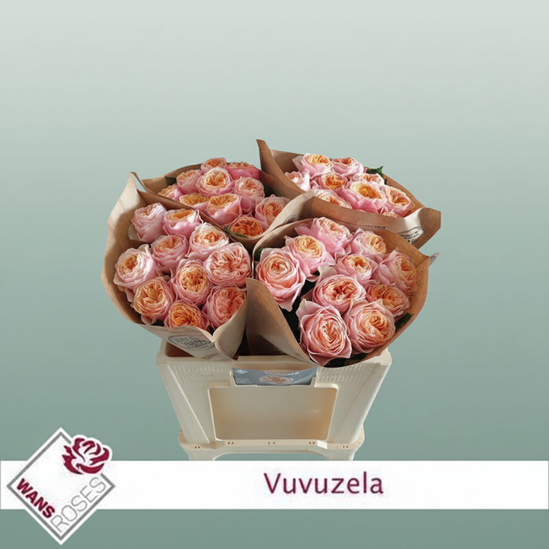 Rose Vuvuzela