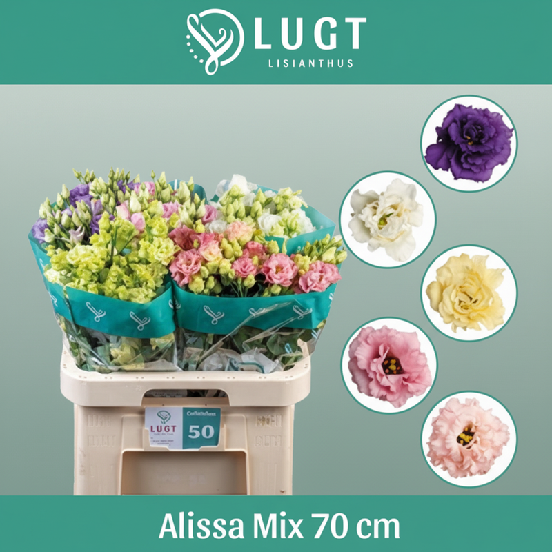 Eustoma Alissa Mix