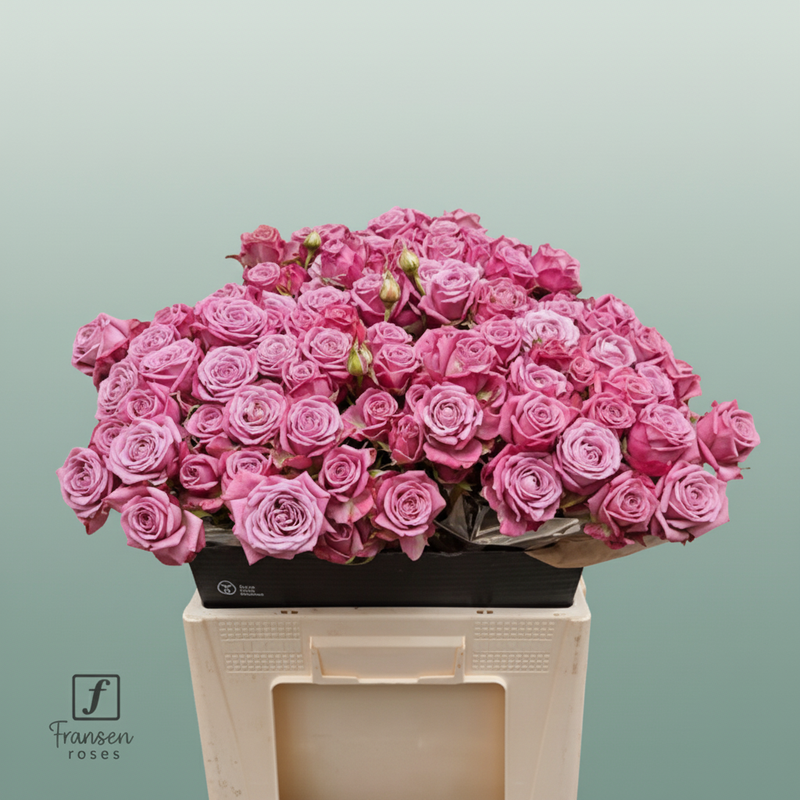 Spray Rose Purple Queen