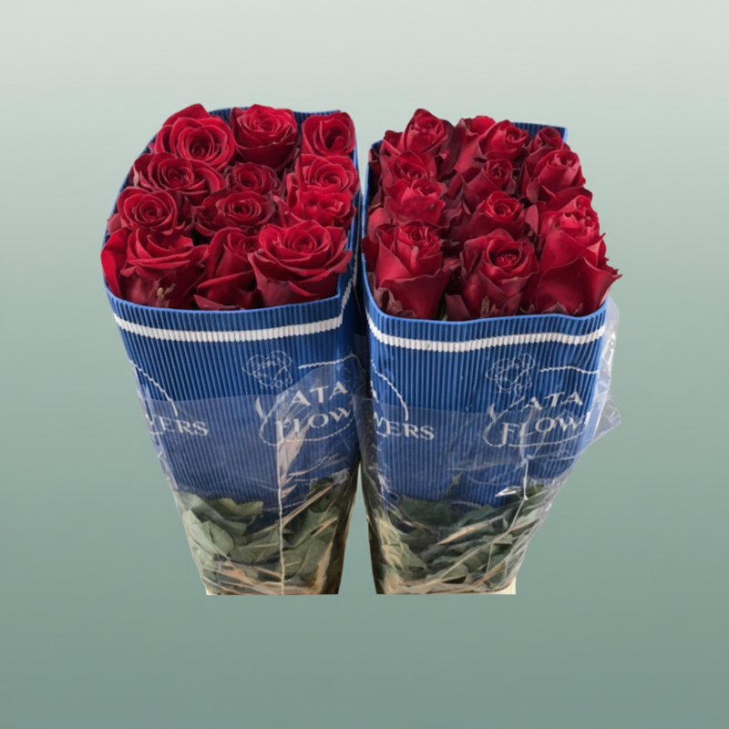 Rose - Rosa - Explorer