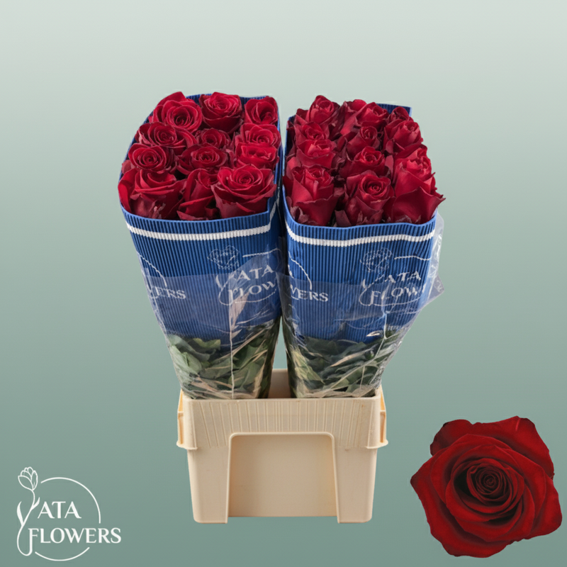 Rose - Rosa - Explorer