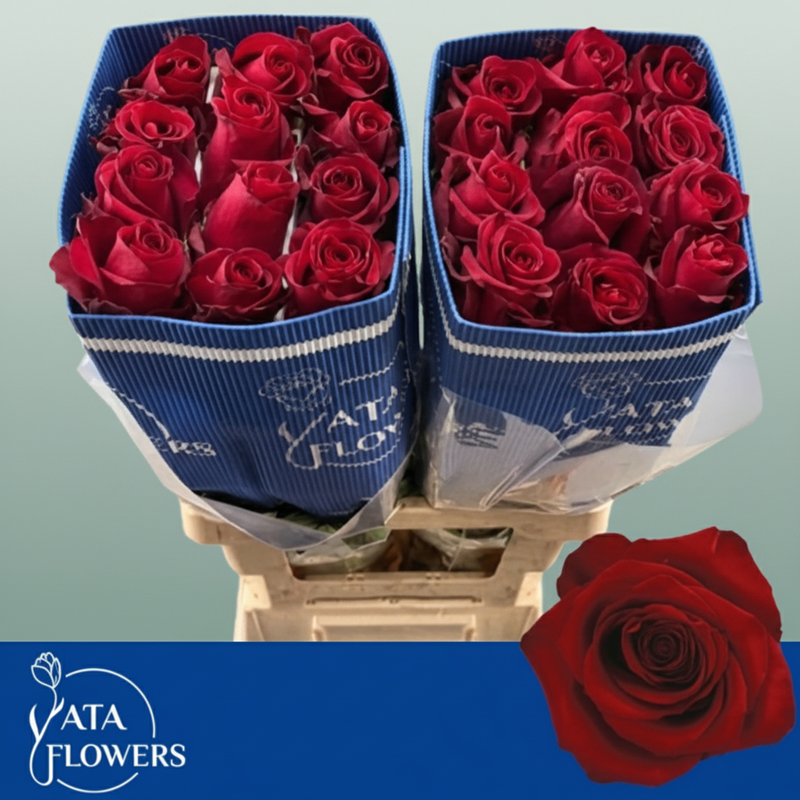 Rose - Rosa - Explorer