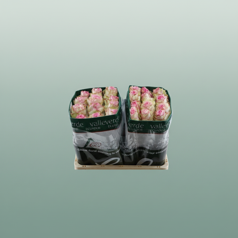 Rose Eq Esperance