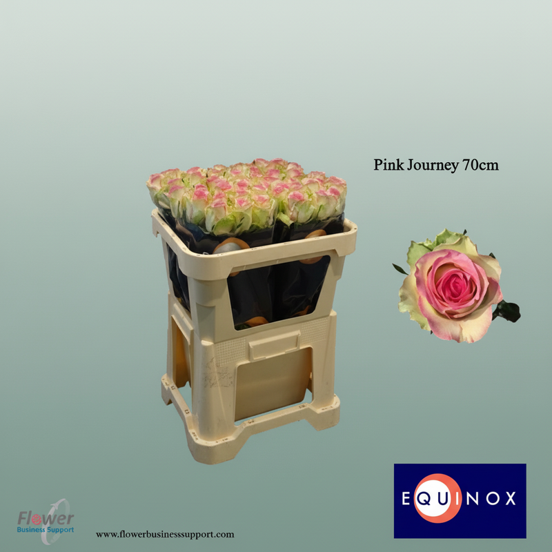Rose Pink Journey