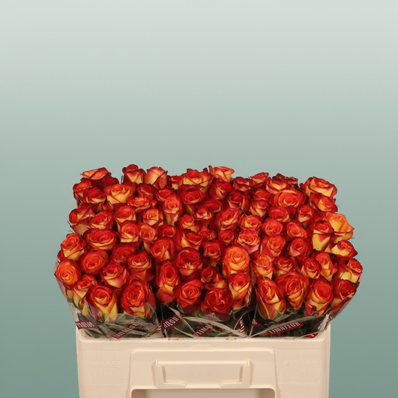 Rose Firefox
