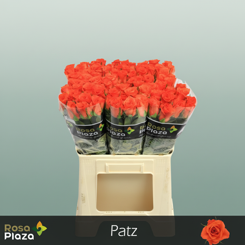 Rose Patz