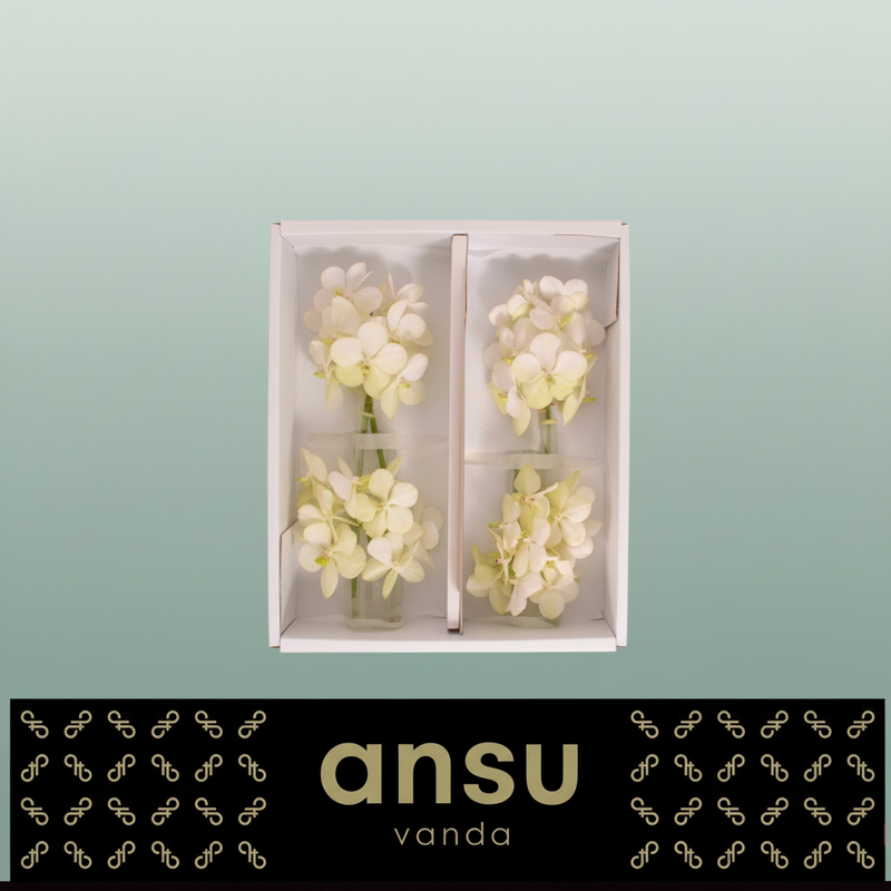 Orchid Vanda Tayanee White