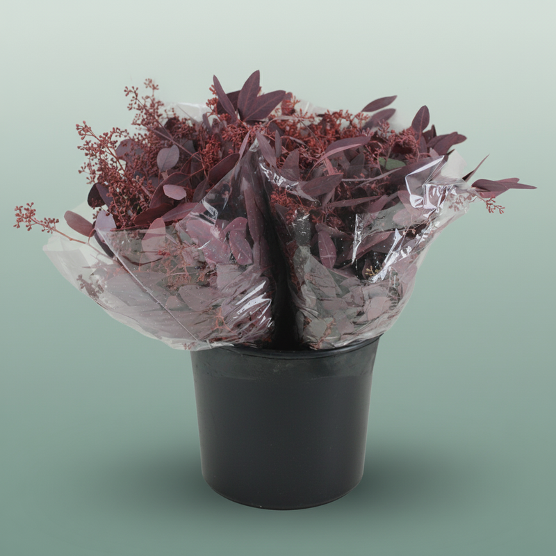 Eucalyptus Populus Dyed Red
