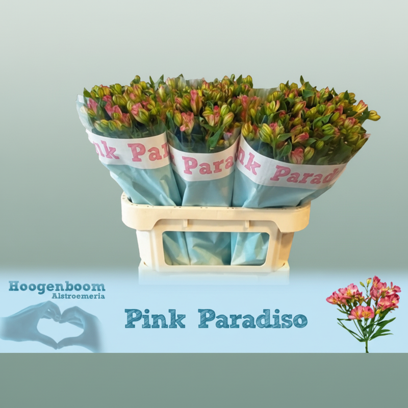 Alstroemeria Flor Pink Paradis