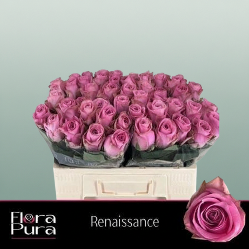 Rose - Rosa - Renaissance