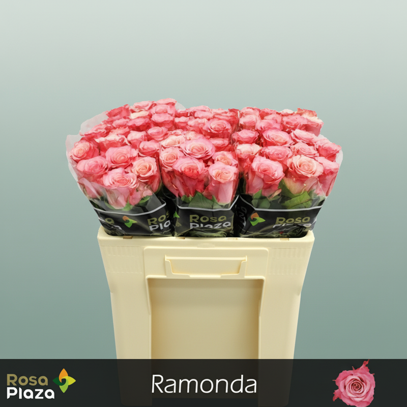 Rose Ramonda