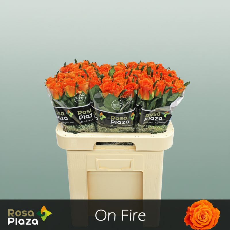 Rose On Fire