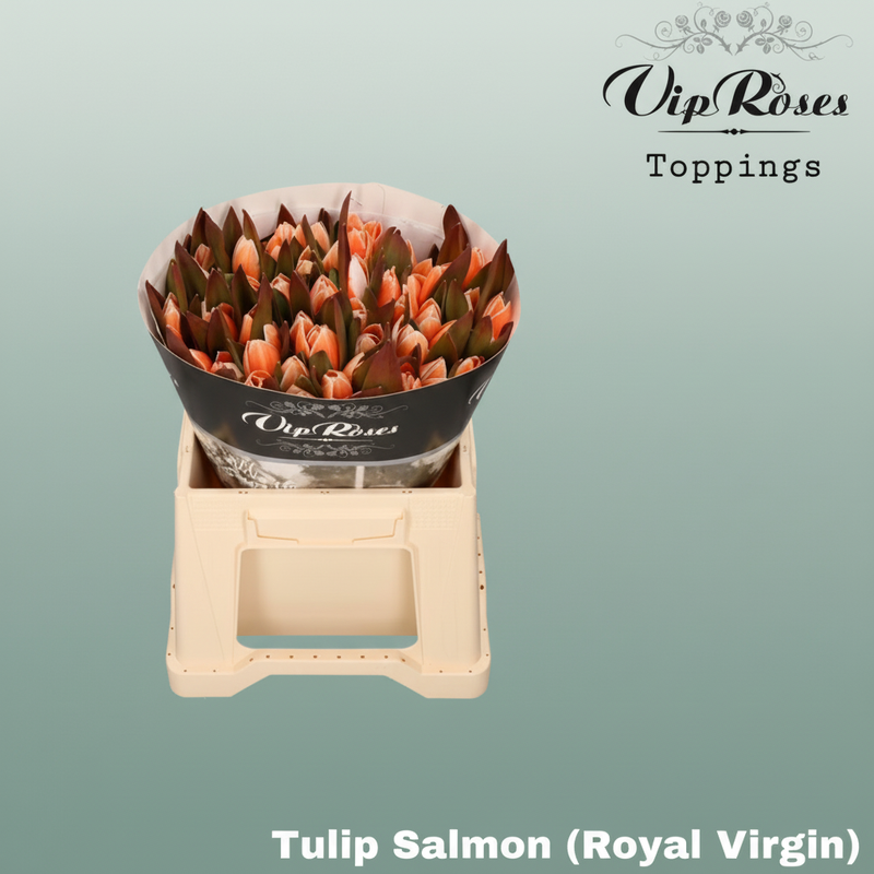Tulip Dyed Salmon