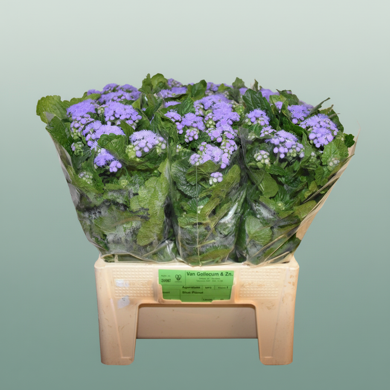 Ageratum Blue Planet